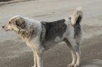 گزارشگر:  جولان سگ هاي ولگرد در شهر كنگان