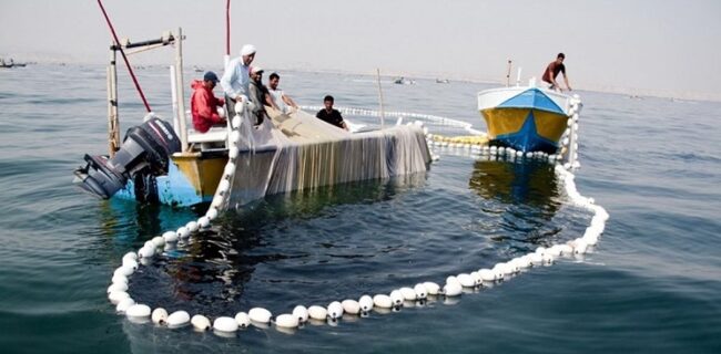 صید ماهی شیر در استان بوشهر ممنوع است