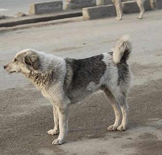 گزارشگر:  جولان سگ هاي ولگرد در شهر كنگان